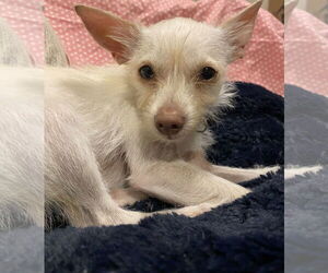 Chihuahua-Unknown Mix Dogs for adoption in Arlington, WA, USA