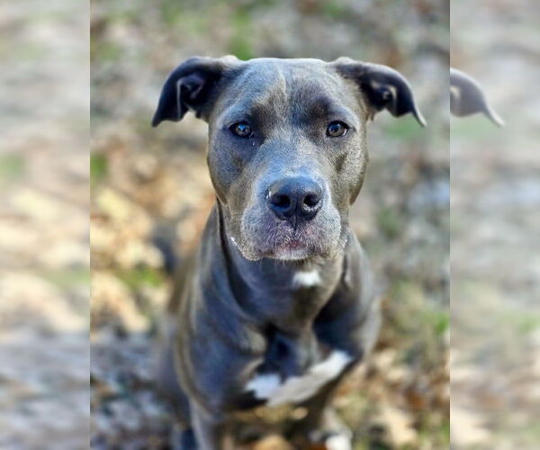 Medium Photo #1 American Staffordshire Terrier-Labrador Retriever Mix Puppy For Sale in Brewster, NY, USA