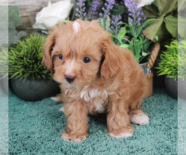 Medium Photo #12 Cavapoo (Miniature) Puppy For Sale in CARLISLE, KY, USA