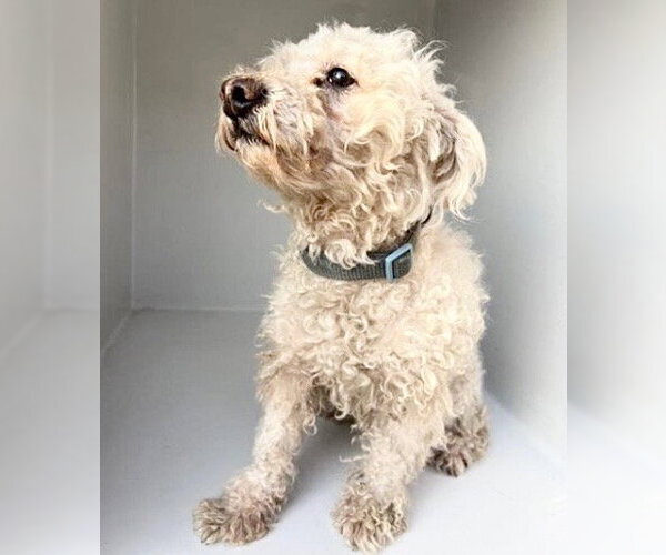 Medium Photo #1 Poodle (Miniature)-Unknown Mix Puppy For Sale in Houston, TX, USA