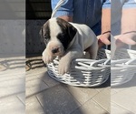 Puppy Not named American Bulldog