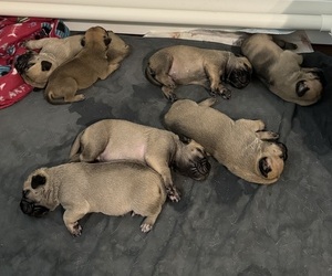 Bullmastiff Litter for sale in ROCKWALL, TX, USA