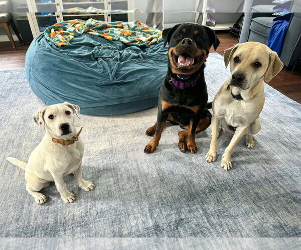 Medium Photo #3 Mutt Puppy For Sale in Hillsboro, NH, USA
