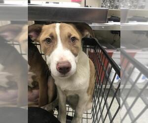 Labrador Retriever-Unknown Mix Dogs for adoption in Conroe, TX, USA