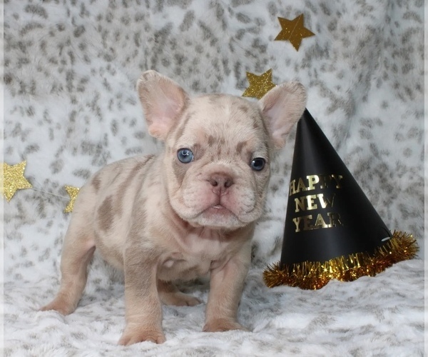 Medium Photo #13 French Bulldog Puppy For Sale in ATLANTA, GA, USA