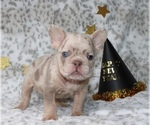 Small #12 French Bulldog