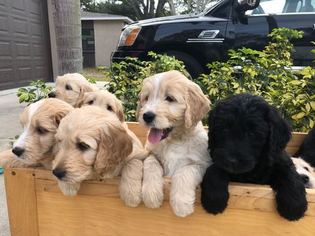 Goldendoodle Puppy for sale in CLEARWATER, FL, USA