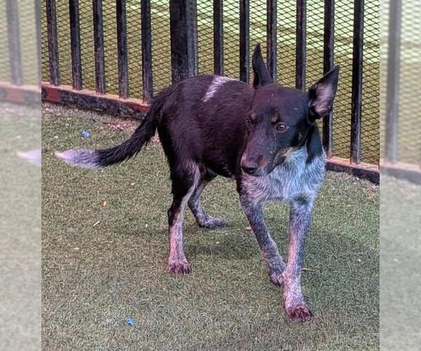 Medium Photo #1 Mutt Puppy For Sale in Rockwall, TX, USA
