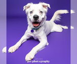 Small Photo #13 Great Pyrenees-Unknown Mix Puppy For Sale in Fargo, ND, USA