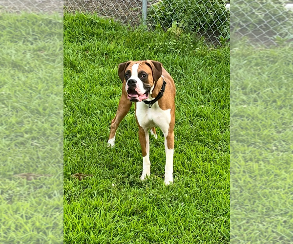 Medium Photo #4 Boxer Puppy For Sale in Burnsville, MN, USA