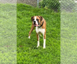 Small #3 Boxer