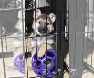 Hedwig 7616 - Female German Shepherd Dog Dog for Adoption - Photo #6