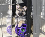 Small Photo #6 German Shepherd Dog Puppy For Sale in Centreville, VA, USA