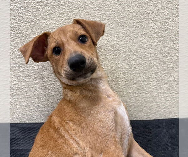 Medium Photo #3 Chiweenie Puppy For Sale in Jefferson, NJ, USA