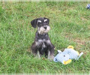 Schnauzer (Miniature) Puppy for sale in SYRACUSE, IN, USA
