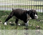 Small Photo #5 Boxer Puppy For Sale in CHATFIELD, MN, USA
