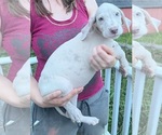 Small #16 Great Dane
