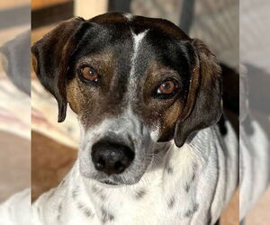 Dale - Male Pointer-Unknown Mix Dog for Adoption - Photo #7