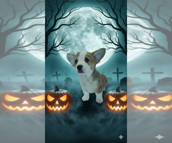 Medium Photo #7 Pembroke Welsh Corgi Puppy For Sale in PHILOMATH, OR, USA