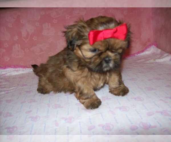 Medium Photo #2 Shih Tzu Puppy For Sale in S ZANESVILLE, OH, USA