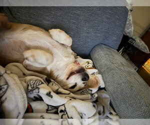 Rhee - Female Beagle Dog for Adoption - Photo #3