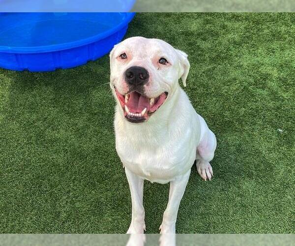 Medium Photo #1 American Pit Bull Terrier-Labrador Retriever Mix Puppy For Sale in Orange, CA, USA