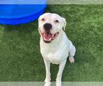 Small American Pit Bull Terrier-Labrador Retriever Mix