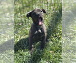 Small #1 Labrador Retriever Mix