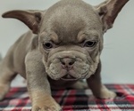 Small #4 French Bulldog