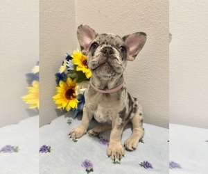 French Bulldog Puppy for sale in VALRICO, FL, USA