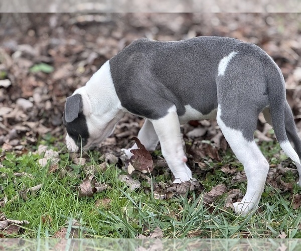 Medium Photo #5 American Bulldog Puppy For Sale in COLUMBIA, KY, USA