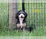 Small Photo #1 Bernedoodle (Miniature)-Cavapoo (Miniature) Mix Puppy For Sale in DENVER, PA, USA