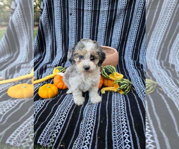 Medium Photo #7 Poodle (Miniature) Puppy For Sale in CANON CITY, CO, USA