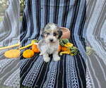 Small #6 Poodle (Miniature)