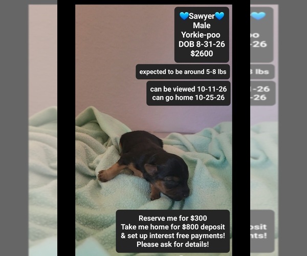 Medium Photo #1 Yorkipoo Puppy For Sale in TUCSON, AZ, USA