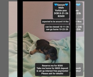 Yorkipoo Puppy for sale in TUCSON, AZ, USA