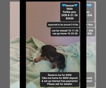 Small Yorkipoo