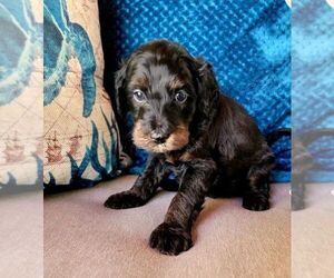 Labradoodle Puppy for sale in PALM CITY, FL, USA