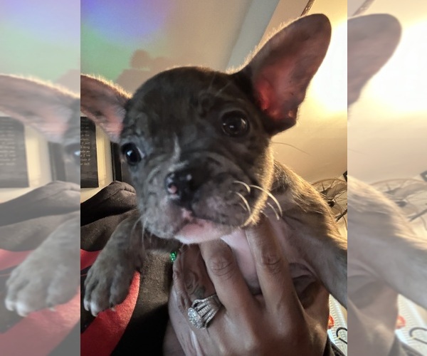Medium Photo #5 French Bulldog Puppy For Sale in COLLINGDALE, PA, USA