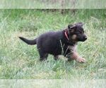 Small #3 German Shepherd Dog