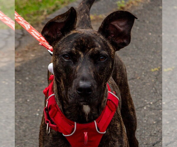 Medium Photo #25 Black Mouth Cur-Unknown Mix Puppy For Sale in Canton, CT, USA