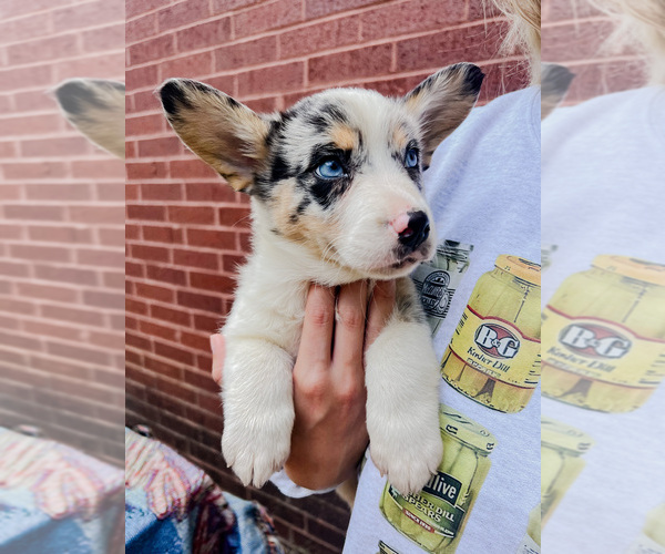 Medium Photo #1 Aussie-Corgi Puppy For Sale in BATESVILLE, AR, USA