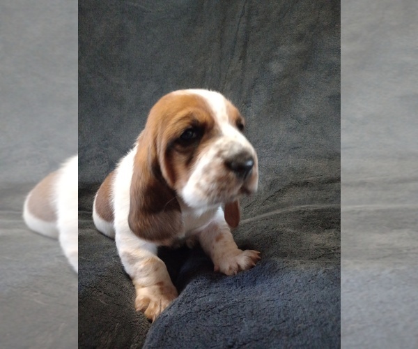 Medium Photo #1 Basset Hound Puppy For Sale in MOUNTAIN VIEW, AR, USA