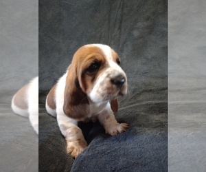 Basset Hound Puppy for sale in MOUNTAIN VIEW, AR, USA