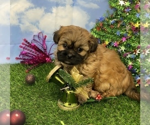 ShihPoo Puppy for sale in CASSVILLE, MO, USA