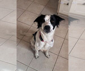 Retriever -Unknown Mix Dogs for adoption in Stephens City, VA, USA