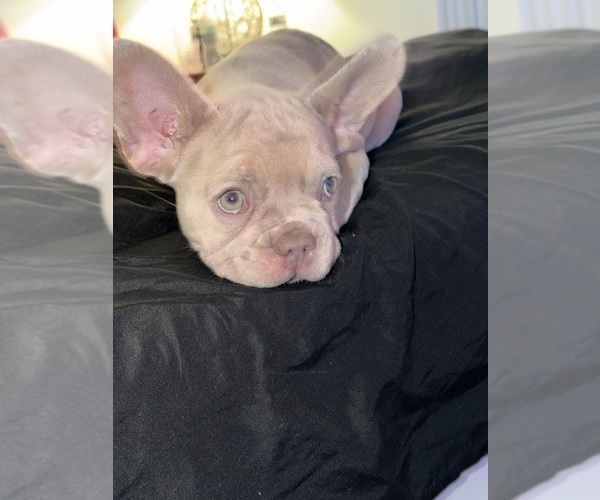 Medium Photo #21 French Bulldog Puppy For Sale in ARVERNE, NY, USA