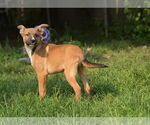 Small #2 German Shepherd Dog Mix