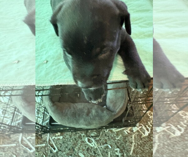 Medium Photo #6 Labrador Retriever-Unknown Mix Puppy For Sale in Sanford, FL, USA