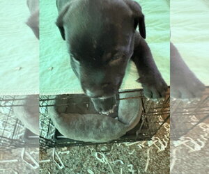 Sumit - Male Labrador Retriever-Unknown Mix Dog for Adoption - Photo #6
